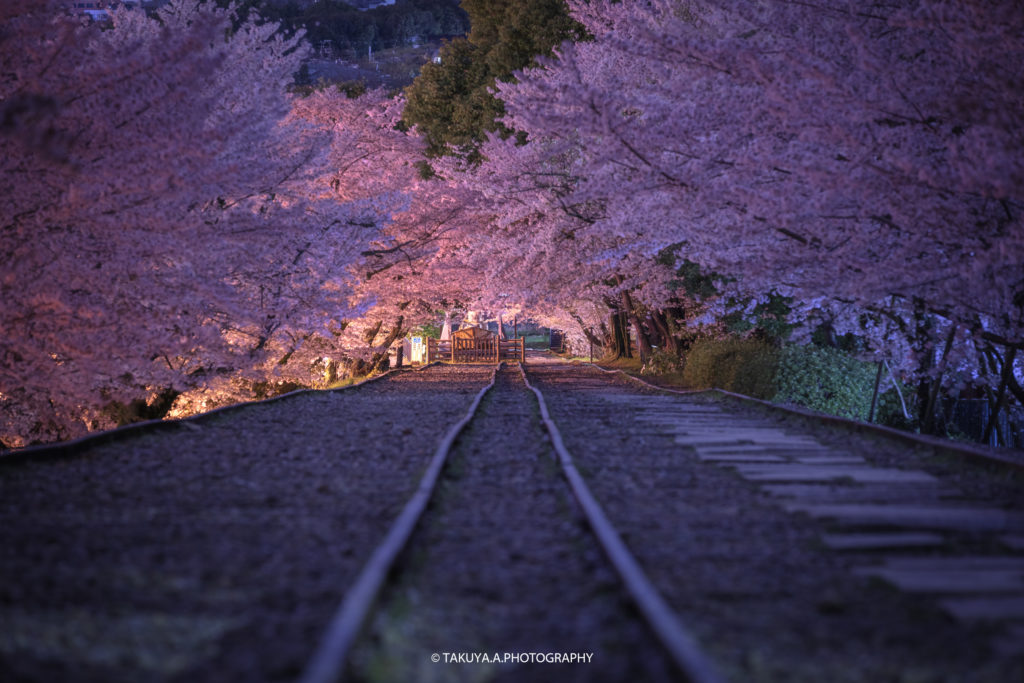 京都府の絶景 蹴上インクラインの桜