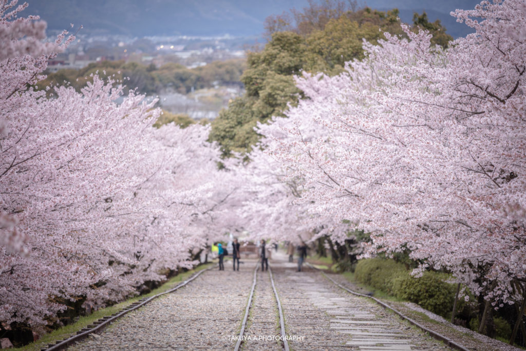 京都府の絶景 蹴上インクラインの桜