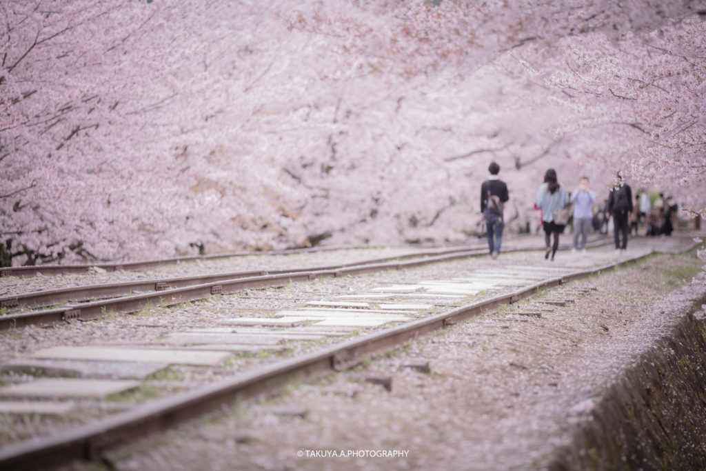 京都府の絶景 蹴上インクラインの桜