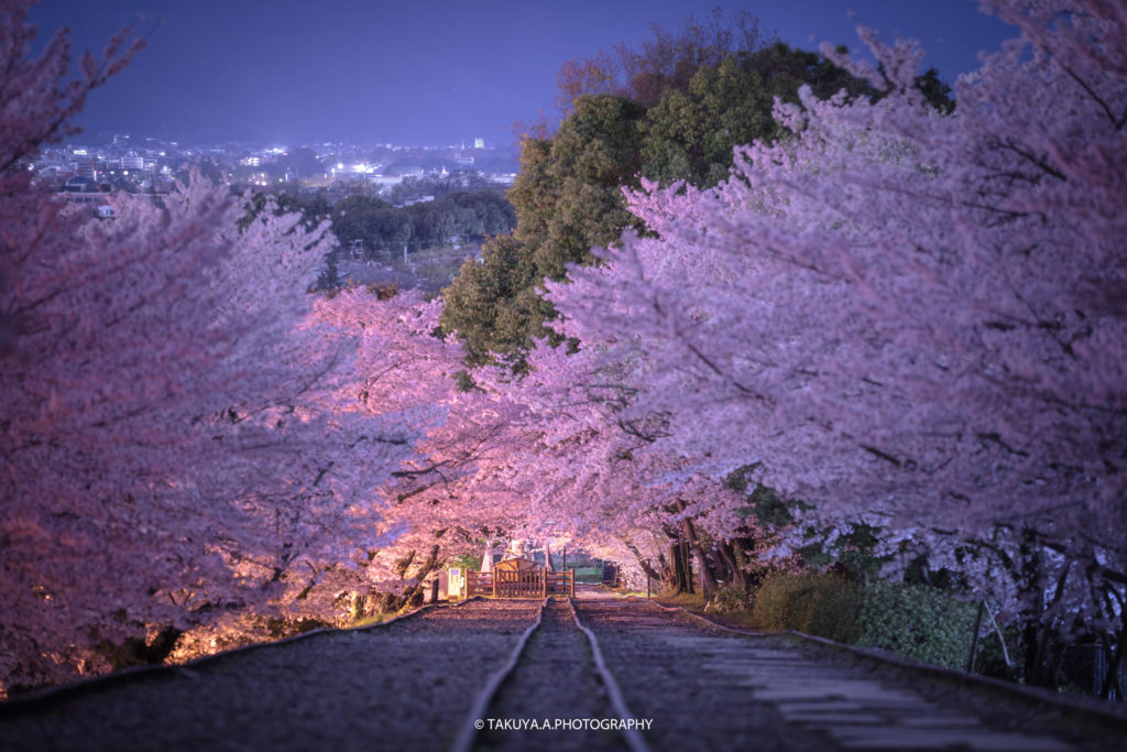 京都府の絶景 蹴上インクラインの桜