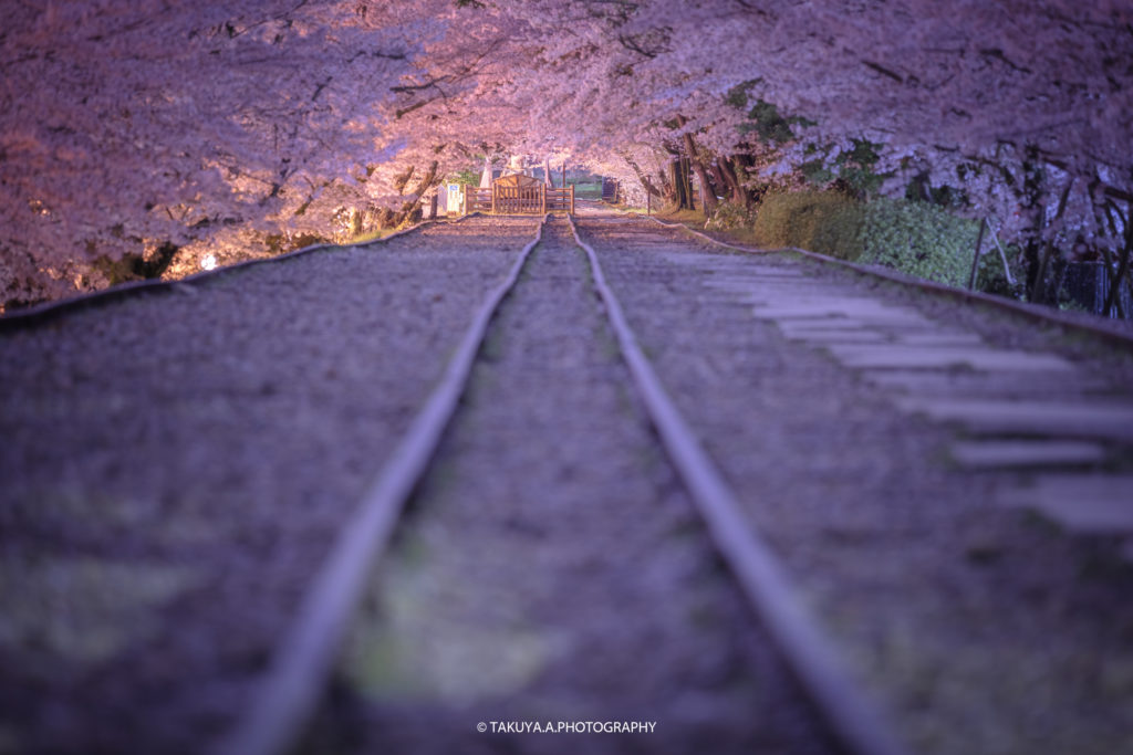 京都府の絶景 蹴上インクラインの桜