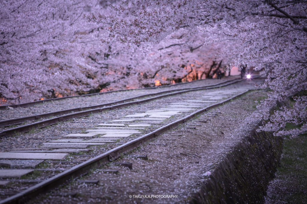京都府の絶景 蹴上インクラインの桜