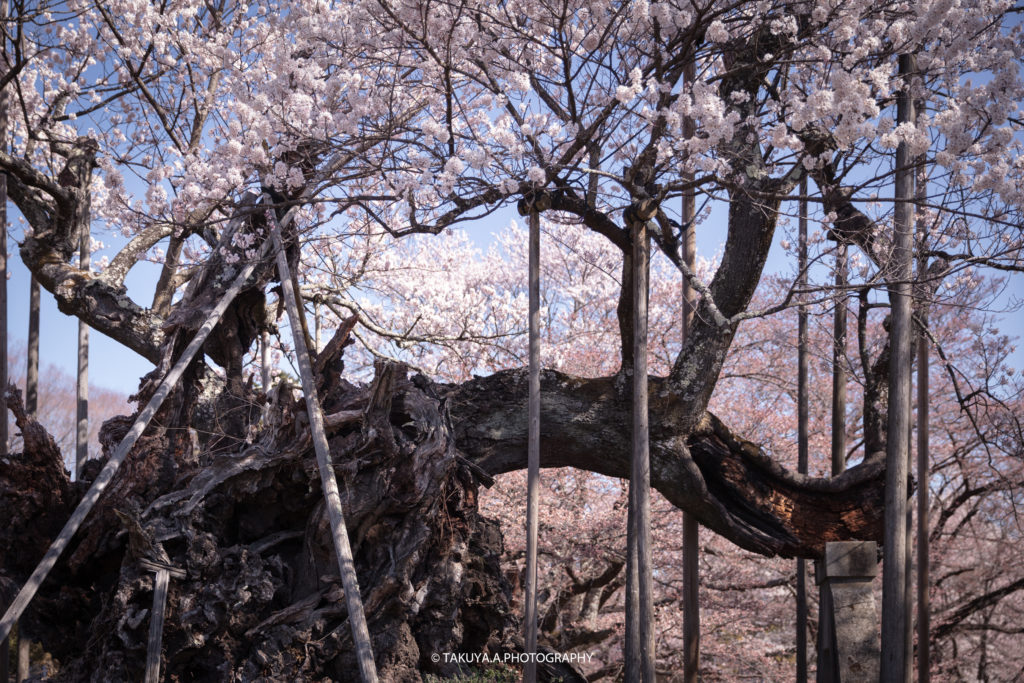 山梨県の絶景 山高神代桜