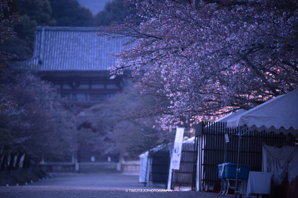 京都府の絶景 醍醐寺の桜 撮影スポット1