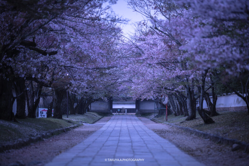 京都府の絶景 醍醐寺の桜 撮影スポット2