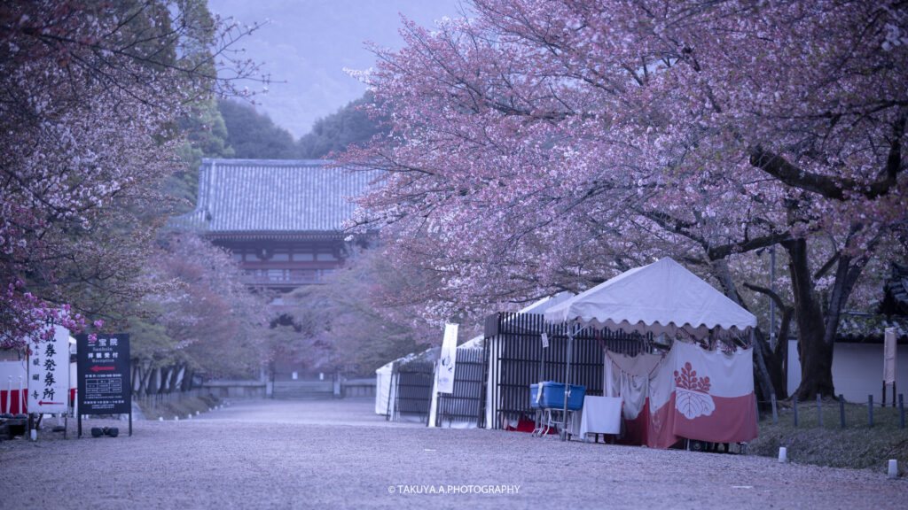 京都府の絶景 醍醐寺の桜 撮影スポット3