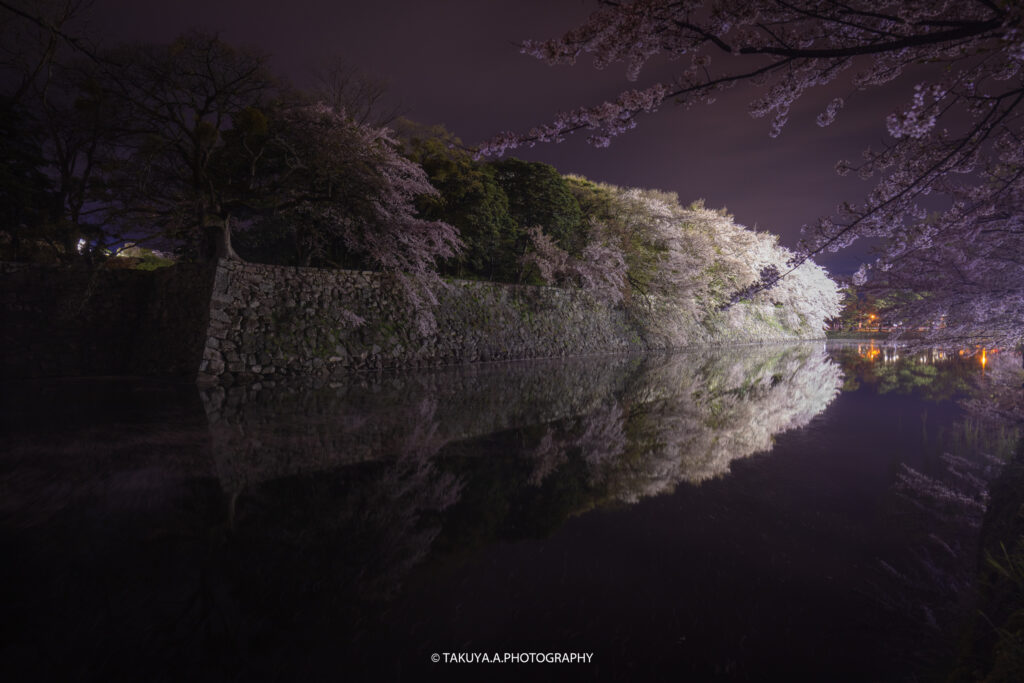 滋賀県の絶景 彦根城の桜ライトアップ