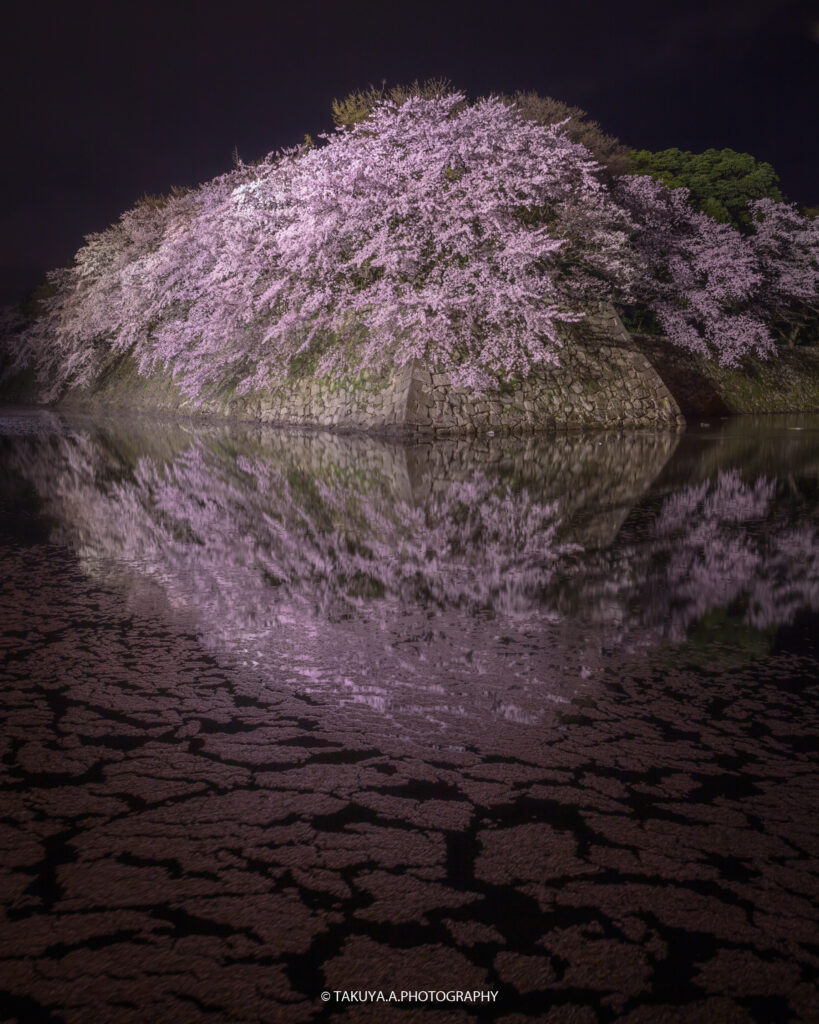 滋賀県の絶景 彦根城の桜ライトアップ