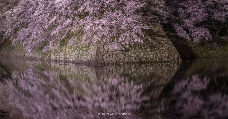 滋賀県の絶景 彦根城の桜ライトアップを一眼で撮影 お堀に咲く桜リフレクション 一眼絶景 Ichigan Zekkei