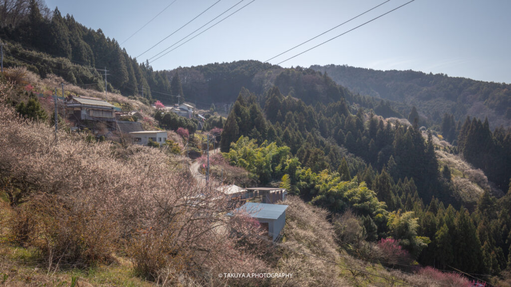 奈良県の絶景 広橋梅林を一眼で撮影 のどかな町と梅の花 一眼絶景 Ichigan Zekkei 奈良県の絶景 広橋梅林を一眼で撮影 のどかな町と梅の花 一眼絶景 Ichigan Zekkei