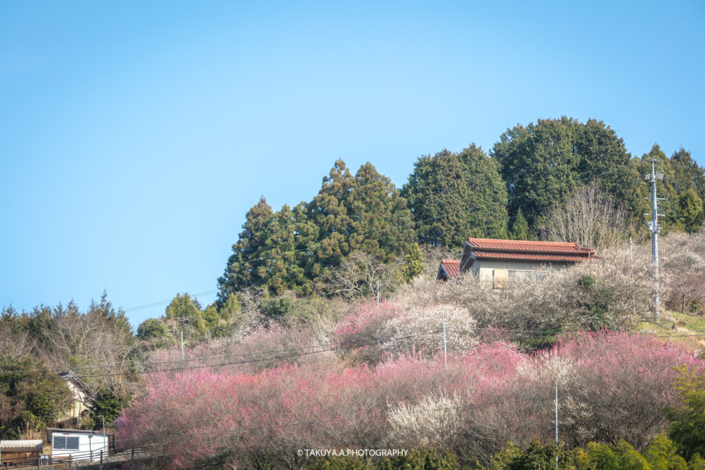 奈良県の絶景 広橋梅林を一眼で撮影 のどかな町と梅の花 一眼絶景 Ichigan Zekkei 奈良県の絶景 広橋梅林を一眼で撮影 のどかな町と梅の花 一眼絶景 Ichigan Zekkei