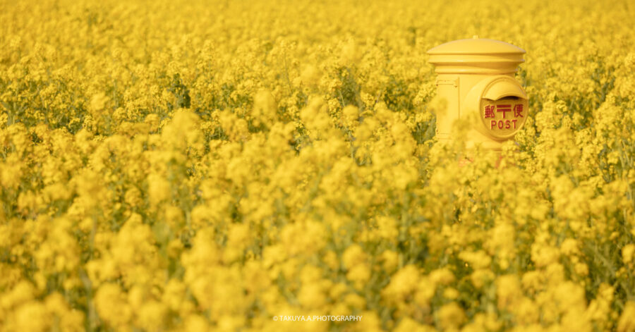 愛知県の絶景 伊良湖菜の花ガーデンを一眼で撮影 愛知県が誇る壮大な菜の花畑絶景 一眼絶景 Ichigan Zekkei