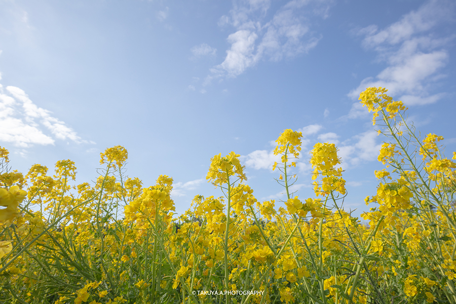 愛知県の絶景 伊良湖岬菜の花ガーデン 菜の花
