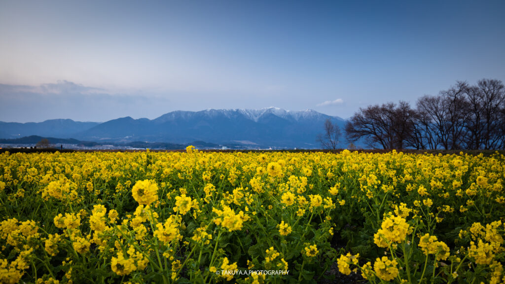 滋賀県の絶景 守山第一なぎさ公園の菜の花 撮影スポット4