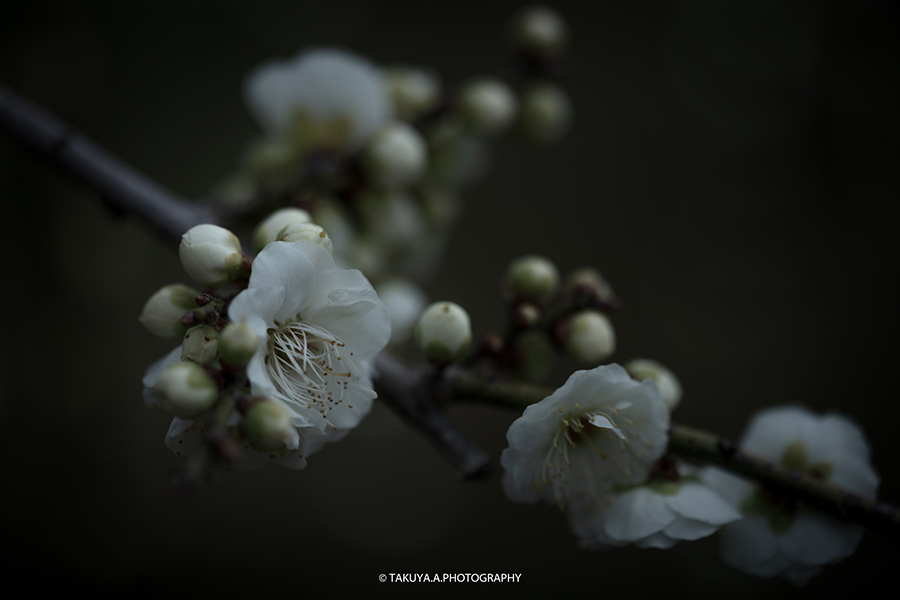 【撮影方法】梅の花の撮影テクニックー幻想的な梅の撮影方法