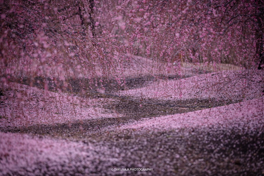 三重県の絶景 鈴鹿の森庭園の梅