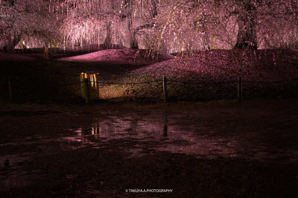 三重県の絶景 鈴鹿の森庭園の梅