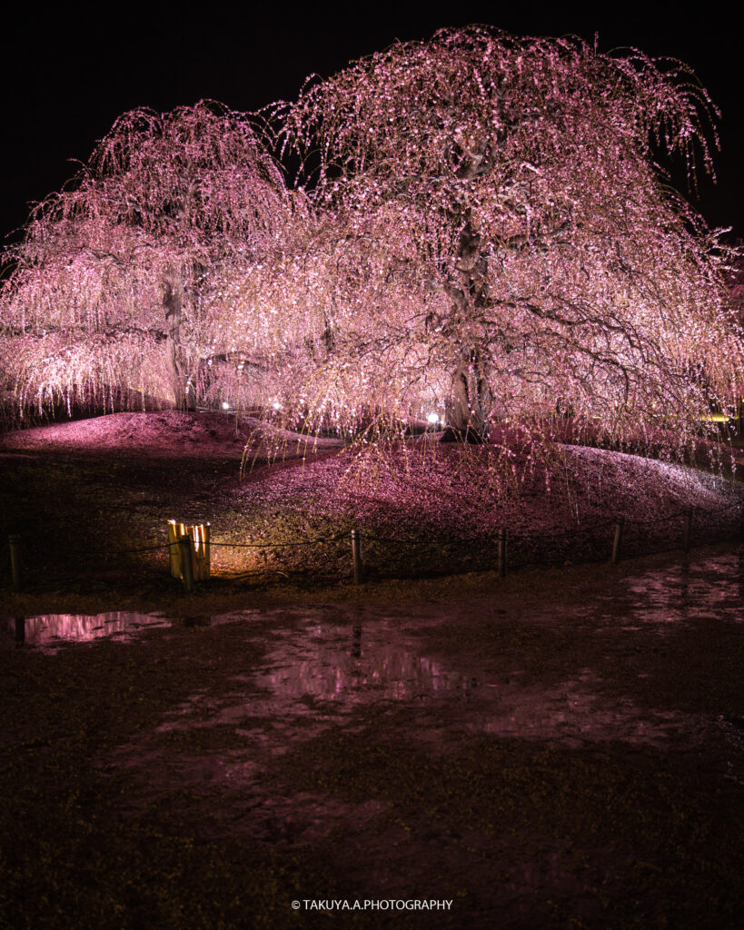 三重県の絶景 鈴鹿の森庭園の梅