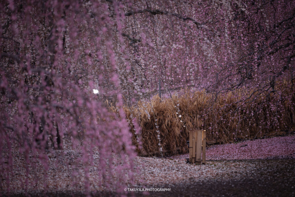 三重県の絶景 鈴鹿の森庭園の梅