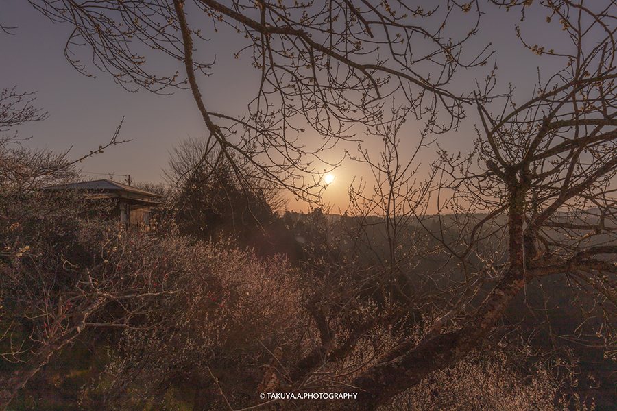 奈良県の絶景 月ヶ瀬梅渓（梅林）の梅