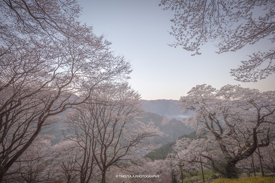 高知県の絶景 ひょうたん桜