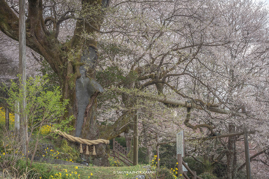 高知県の絶景 ひょうたん桜