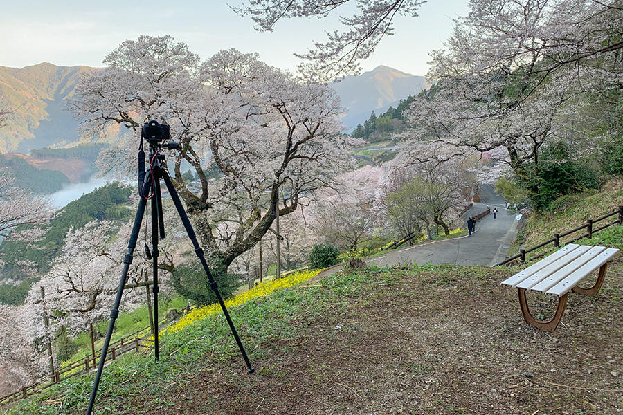 高知県の絶景 ひょうたん桜 撮影スポット