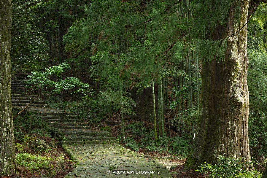 和歌山県の絶景 大門坂の新緑