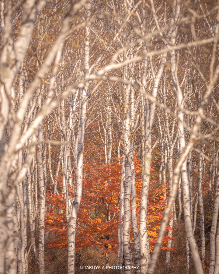 長野県の絶景 八千穂高原白樺群生地の紅葉