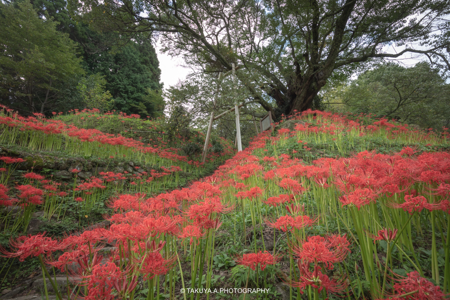 奈良県の絶景 佛隆寺の彼岸花