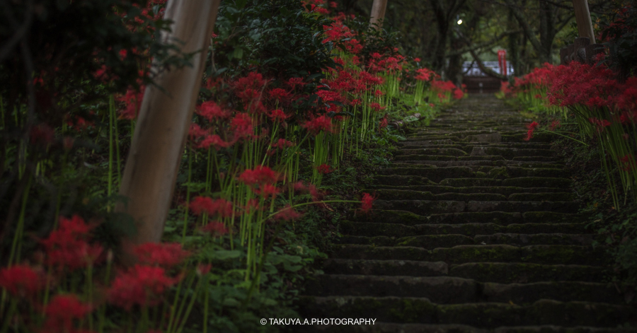奈良県の絶景 佛隆寺の彼岸花
