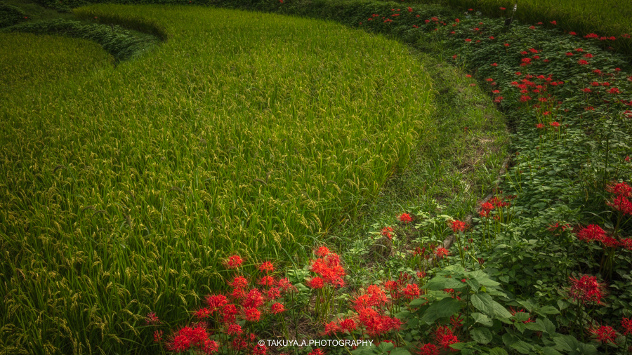 奈良県の絶景 稲渕の棚田と彼岸花