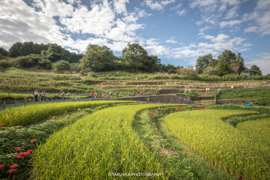 奈良県の絶景 稲渕の棚田と彼岸花