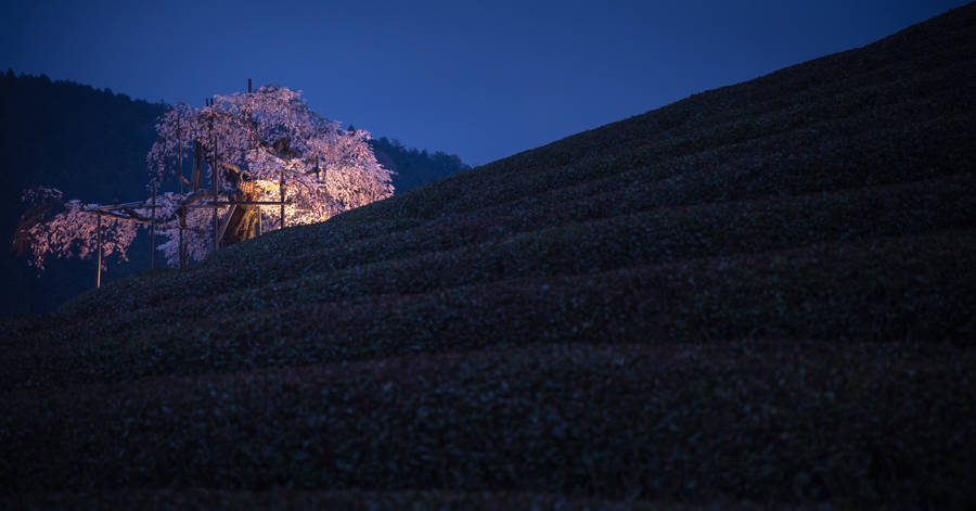 滋賀県の絶景 畑のしだれ桜