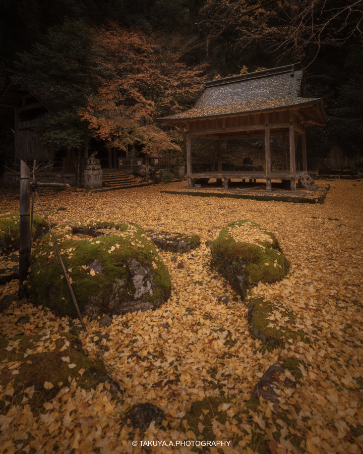 京都府の絶景 岩戸落葉神社の敷銀杏