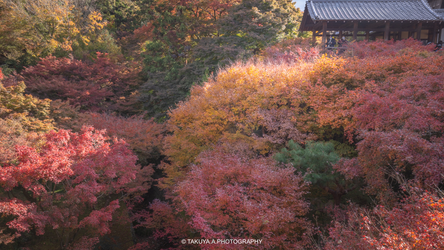 京都府の絶景 東福寺の紅葉