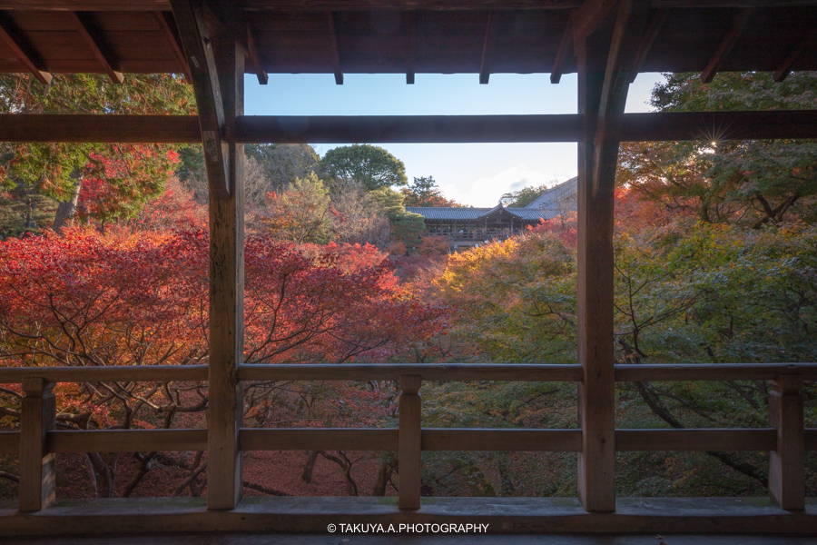 京都府の絶景 東福寺の紅葉