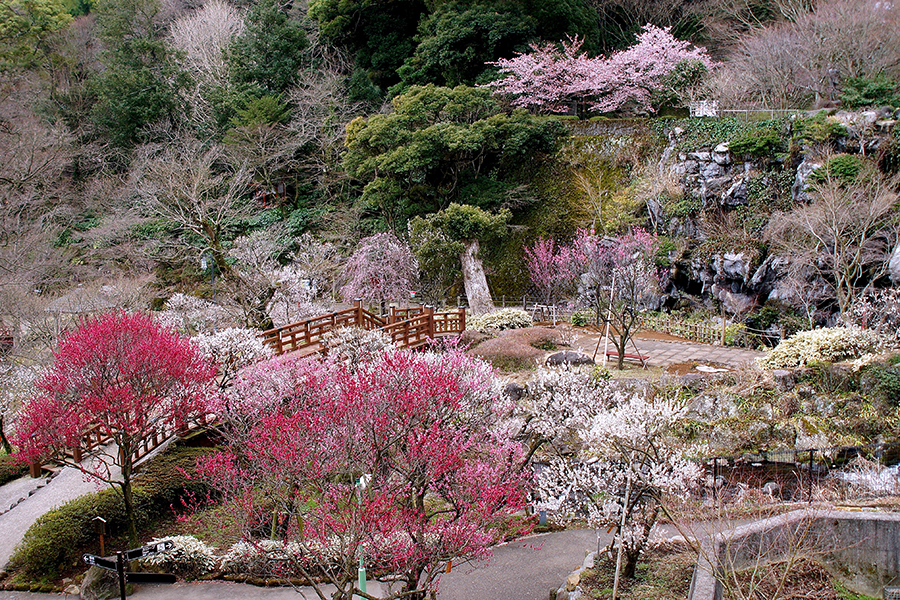 静岡県の絶景 熱海梅園の梅