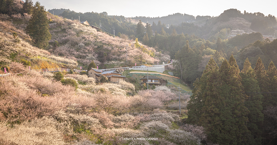 奈良県の絶景 賀名生梅林の梅