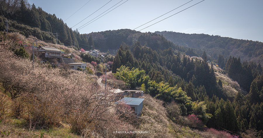 奈良県の絶景 広橋梅林の梅
