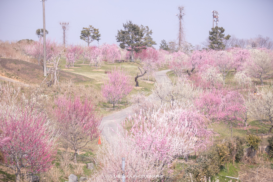 三重県の絶景 いなべ市梅林公園の梅