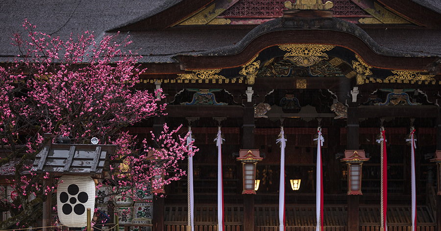 京都府の絶景 北野天満宮の梅