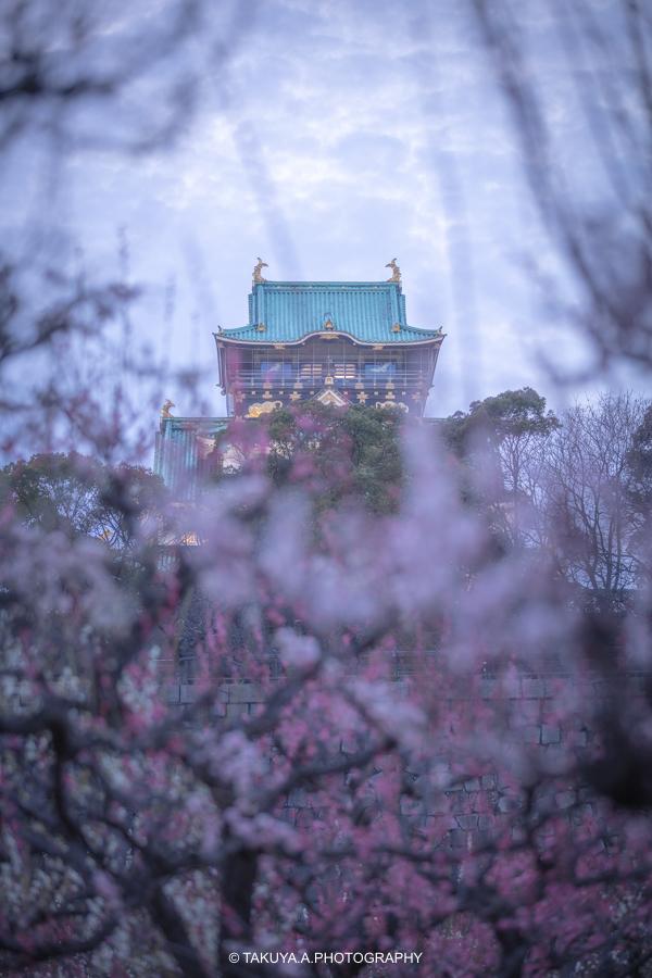 大阪府の絶景 大阪城の梅