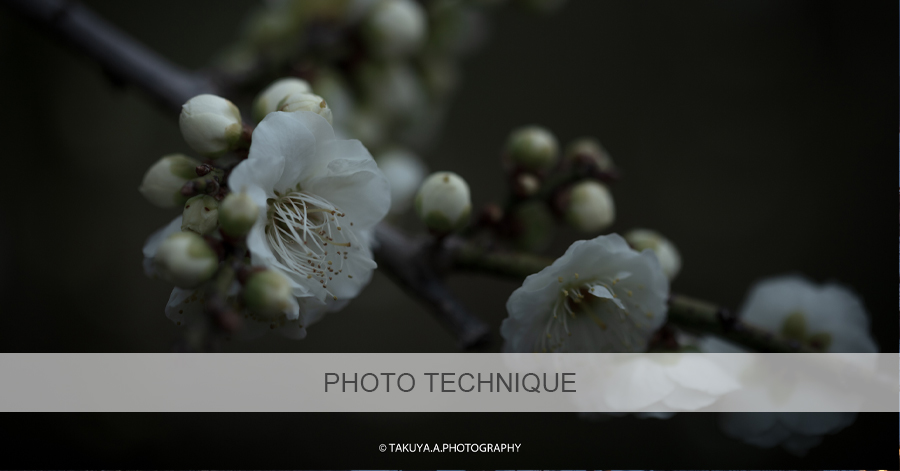 【撮影方法】梅の花の撮影テクニックー幻想的な梅の撮影方法