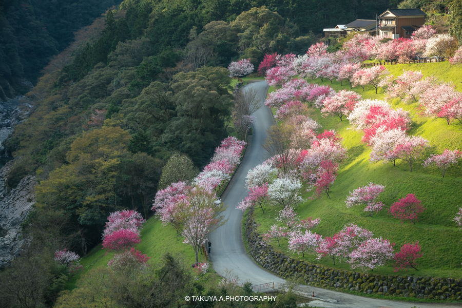高知県の絶景 引地橋の花桃