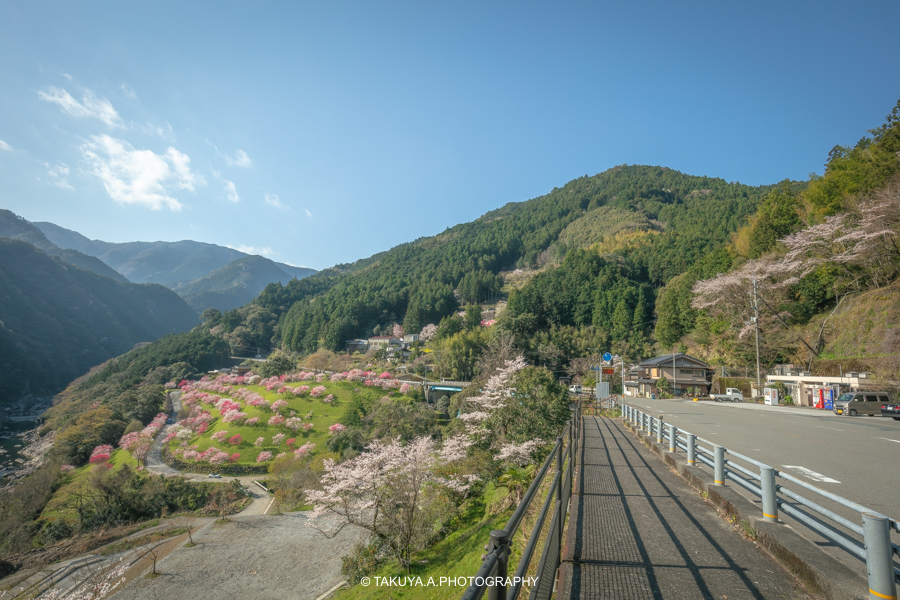 高知県の絶景 引地橋の花桃 撮影スポット