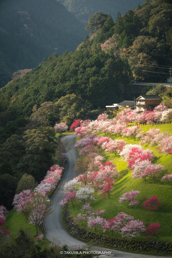 高知県の絶景 引地橋の花桃