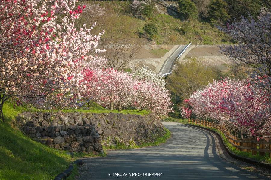 高知県の絶景 引地橋の花桃