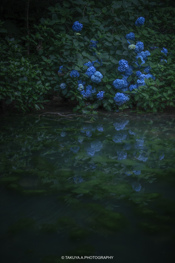 京都府の絶景 丹州観音寺の紫陽花