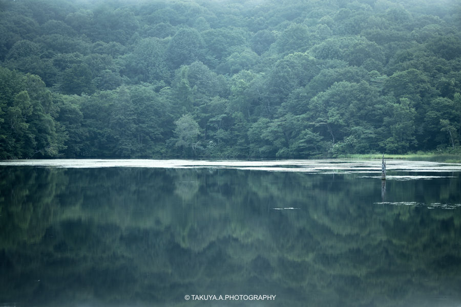 長野県の絶景 鏡池の深緑
